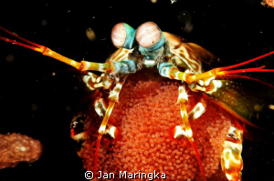 mantis shrimp carrying eggs by Jan Maringka 